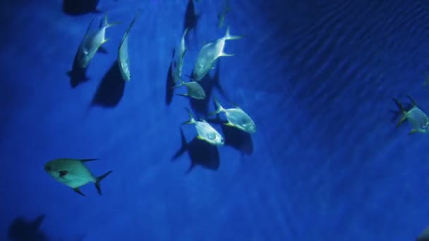 Uno stormo di pesci argentei nell'acqua dell'acquario — Video Stock