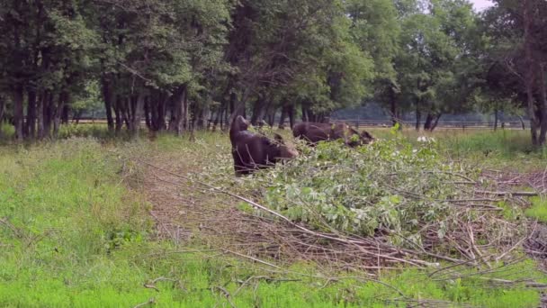 Липня 2018 Росії Місто Костроми Sumarokovo Ферми Лося Лось Ходити — стокове відео