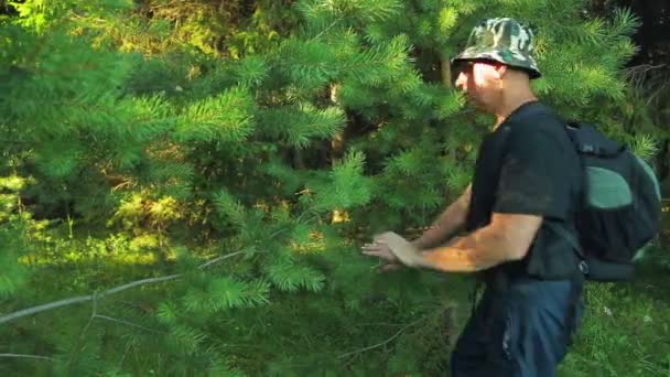 一个背着背包的男人穿过松树 从后面射击 — 图库视频影像