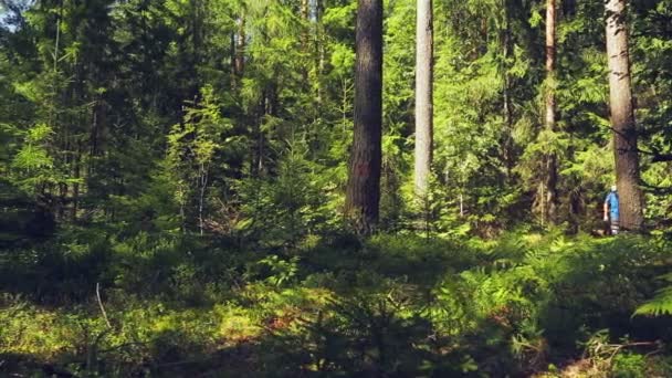 Турист Рюкзаком Позаду Нього Проходить Через Ліс — стокове відео