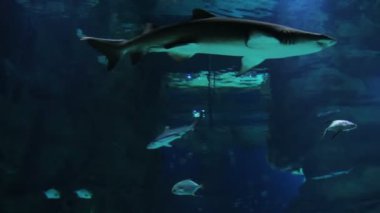 içinde belgili tanımlık akvaryum su genç köpek balığı.