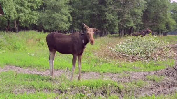 Julio 2018 Rusia Ciudad Kostroma Sumarokovo Elk Farm Alce Hembra — Vídeos de Stock