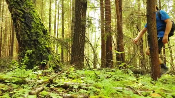 Turist Med Ryggsäck Promenader Genom Skogen — Stockvideo