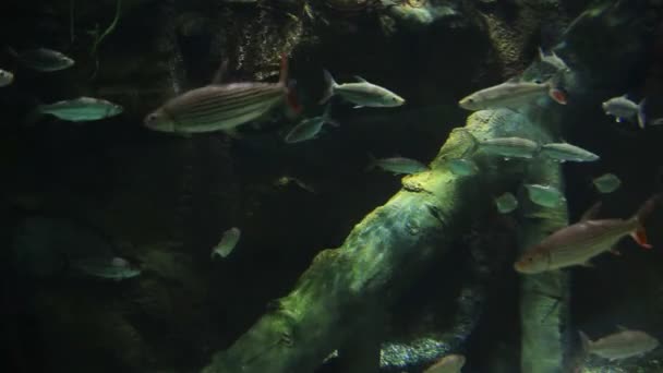 Long Poisson Argenté Rayé Dans Aquarium — Video