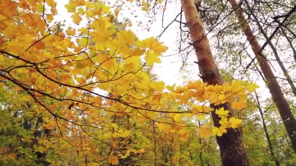 Жовте листя на дереві в осінньому парку . — стокове відео