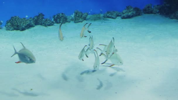 Una bandada de peces blancos brillantes en el fondo del acuario . — Vídeos de Stock