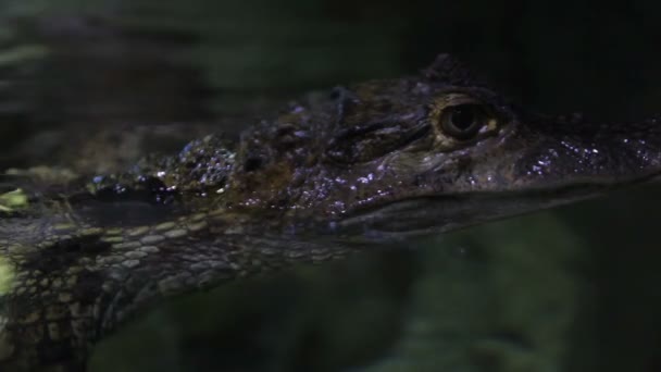 A large crocodile in an aquarium on the surface of the water. — Stock Video