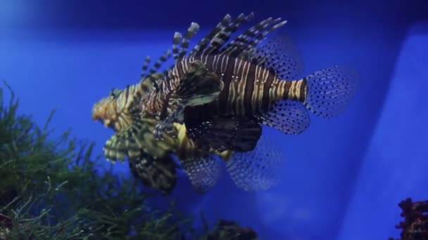 Pteryos ryb v akváriu mezi řasy — Stock video
