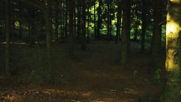 Αρσενικό τουριστικά με ένα σακίδιο που τρέχει μέσα από το δάσος. γυρίσματα από το πίσω μέρος. — Αρχείο Βίντεο