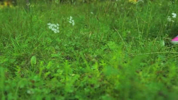 Jambes féminines en baskets vont le long de l'herbe dans une ligne de pêche ou un parc — Video