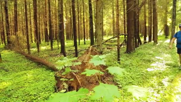 Un uomo in occhiali da sole con uno zaino passeggia nella foresta accanto a un albero caduto . — Video Stock
