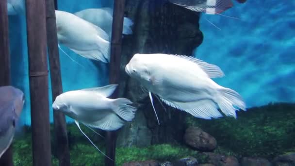 Peces blancos grandes en el acuario junto a las piedras . — Vídeos de Stock