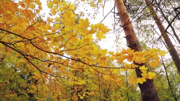 Gele Bladeren Aan Een Boom Herfst Park Algemeen Plan — Stockvideo