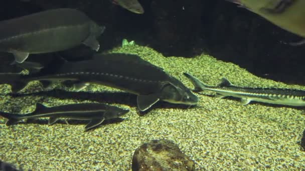 Grote snoeken vissen in het aquarium. — Stockvideo