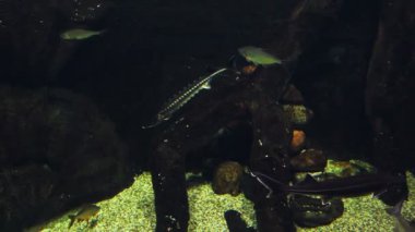 bir akvaryum su bitkileri ve taşlar arasında büyük pike balık.