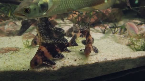 Akvaryum dibindeki küçük renkli balık yemek. — Stok video