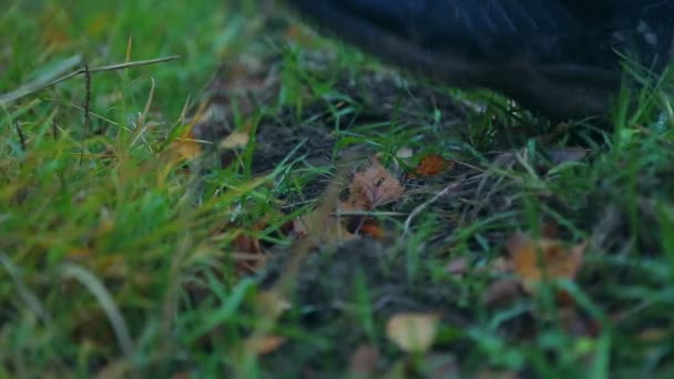 Los pies masculinos con botas sucias caminan sobre el suelo fangoso después de la lluvia. Primer plano . — Vídeo de stock