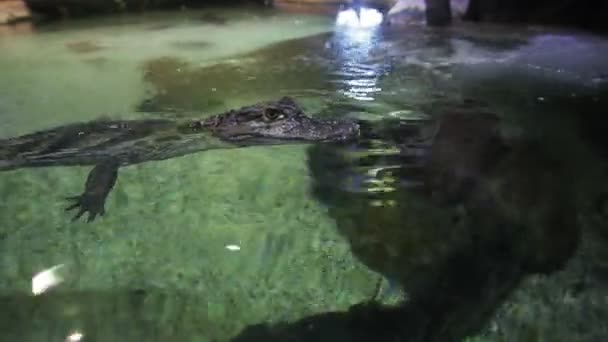 Het Kind Van Krokodil Onbeweeglijk Het Aquarium Het Oppervlak Van — Stockvideo