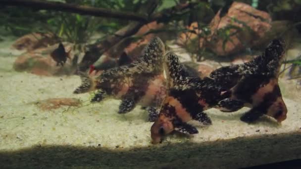 小明亮的鱼在水族馆底部吃的食物 整体计划 — 图库视频影像