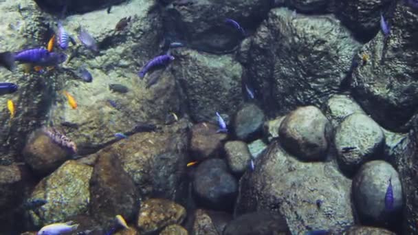 troupeau de poissons rayés bleus dans l'eau de l'aquarium 