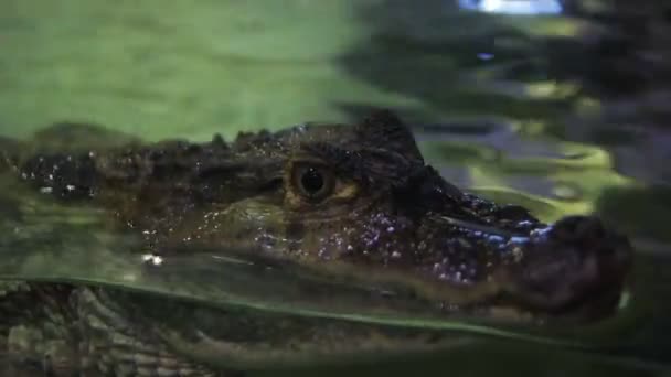 The crocodile in the aquarium pokes its head out of the water close-up. — Stock Video