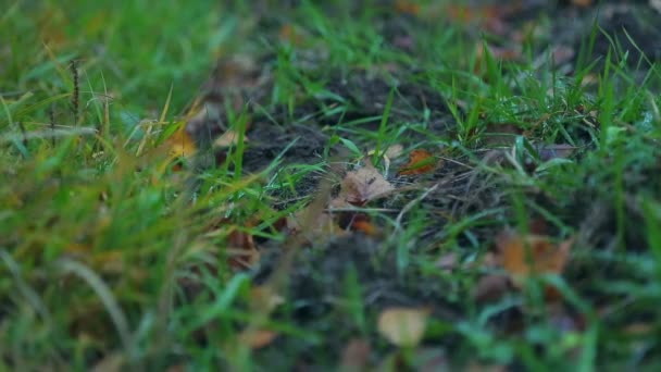 Frauenbeine in weißen Turnschuhen stehen nach dem Regen auf dem matschigen Boden — Stockvideo