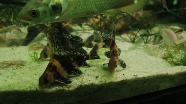 Poissons de mer nage dans l'aquarium, gros plan HD shot — Video