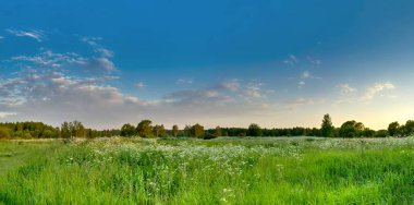 Mavi akşam gökyüzü karşı yeşil çayır.