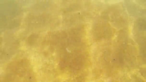 Água do mar com um fundo arenoso ao sol — Vídeo de Stock