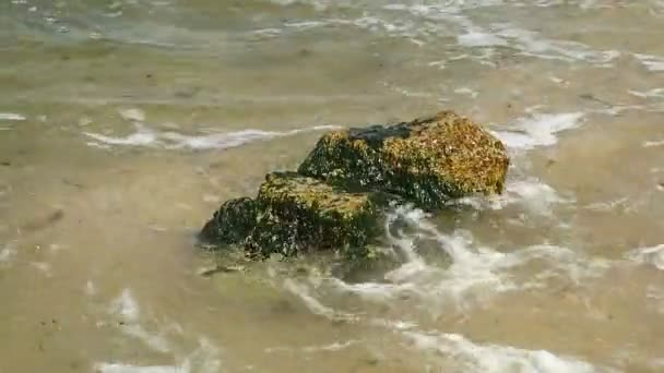 Havet Vågor Tvätt Stora Stenar Täckta Med Silt — Stockvideo