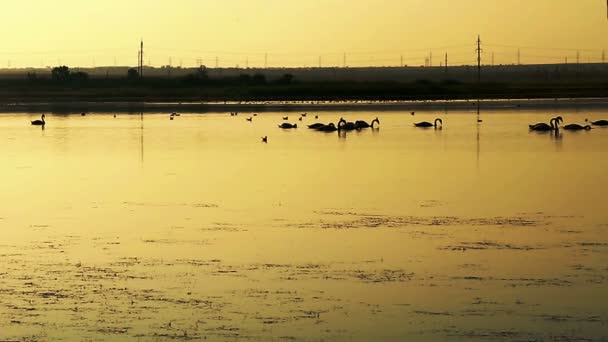 Cisnes nadando no lago ao pôr do sol. Plano global — Vídeo de Stock