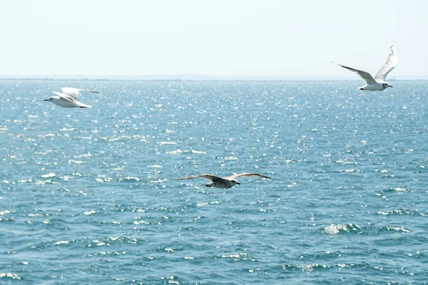 Flock Seagulls Flying Sea Horizontal Photo — Stock Photo, Image