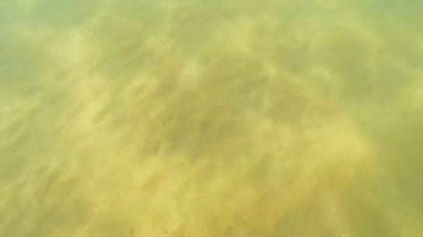 Plan sous-marin de fonds marins sablonneux et de soleil éblouissant 