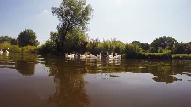 Una bandada de gansos blancos flotando en el agua de un pequeño río — Vídeos de Stock