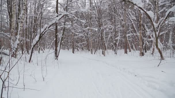 Ένα ζευγάρι άντρα και γυναίκα που περπατά μέσα από το πάρκο του χειμώνα στο χιόνι για τα χέρια — Αρχείο Βίντεο