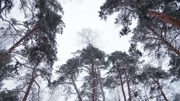 Снежные сосновые вершины в зимнем парке. Панорама — стоковое видео