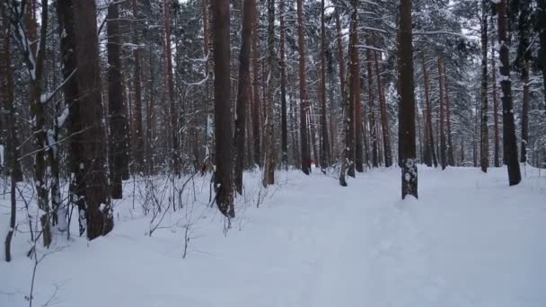 Лыжники соревнуются на трассе в зимнем парке — стоковое видео