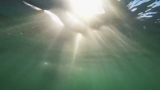 Siluet Seorang Wanita Terapung Bawah Air Dalam Air Laut — Stok Video
