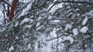 Karla kaplı çam dalları düşen kar ve kış park ta