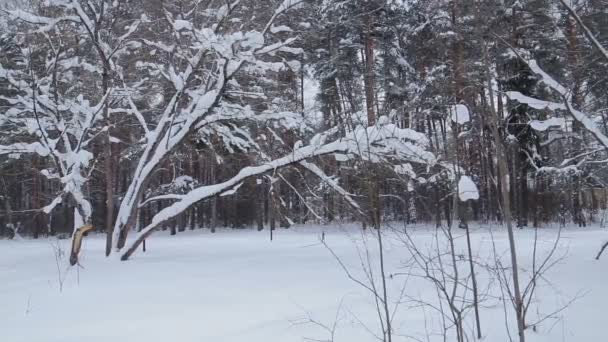 Снегопад в зимнем парке в облачный день — стоковое видео