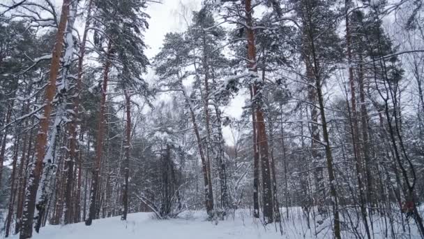 Sneeuwval in een winter park op een bewolkte dag en een man aan de kant te skiën — Stockvideo