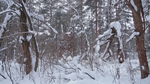 Покрытые снегом кусты и деревья в зимнем парке — стоковое видео