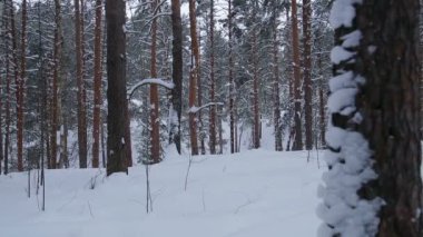 Bulutlu bir günde bir kış parkta kar yağışı.