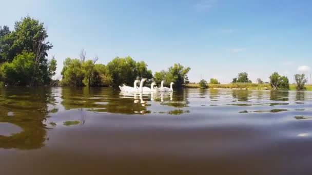 Una pequeña bandada de cisnes blancos nadando en el lago — Vídeos de Stock