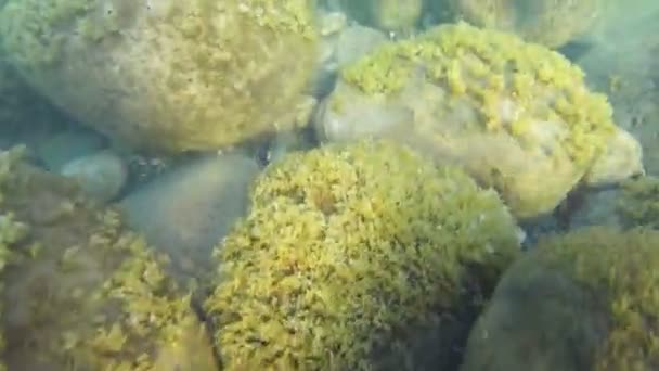 Морское дно с подводной растительностью и большими камнями в легкой воде — стоковое видео