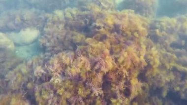 Sualtı bitki örtüsü ve ışık su büyük taşlar ile deniz dibinin