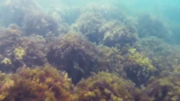Морская вода и растительность на морском дне колеблются от волн — стоковое видео