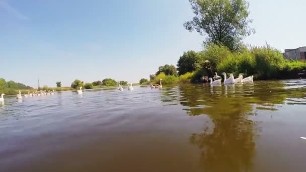 Vita gäss flytande i vattnet i en liten flod — Stockvideo