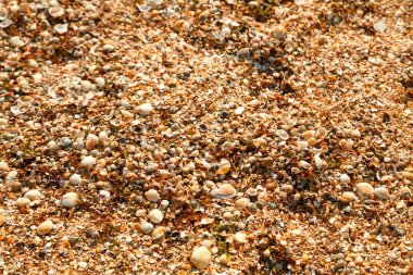 Kum üzerinde küçük kabukları ile Deniz plajı.