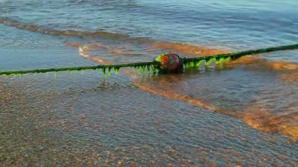 Small waves rush onto the sandy shore in the morning after sunrise — Stock Video